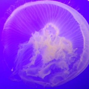 Meet your Posher, Aurora